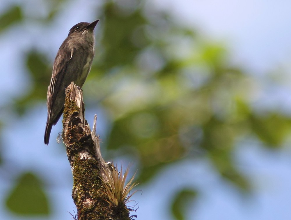 Olive-sided Flycatcher - Lars Petersson | My World of Bird Photography