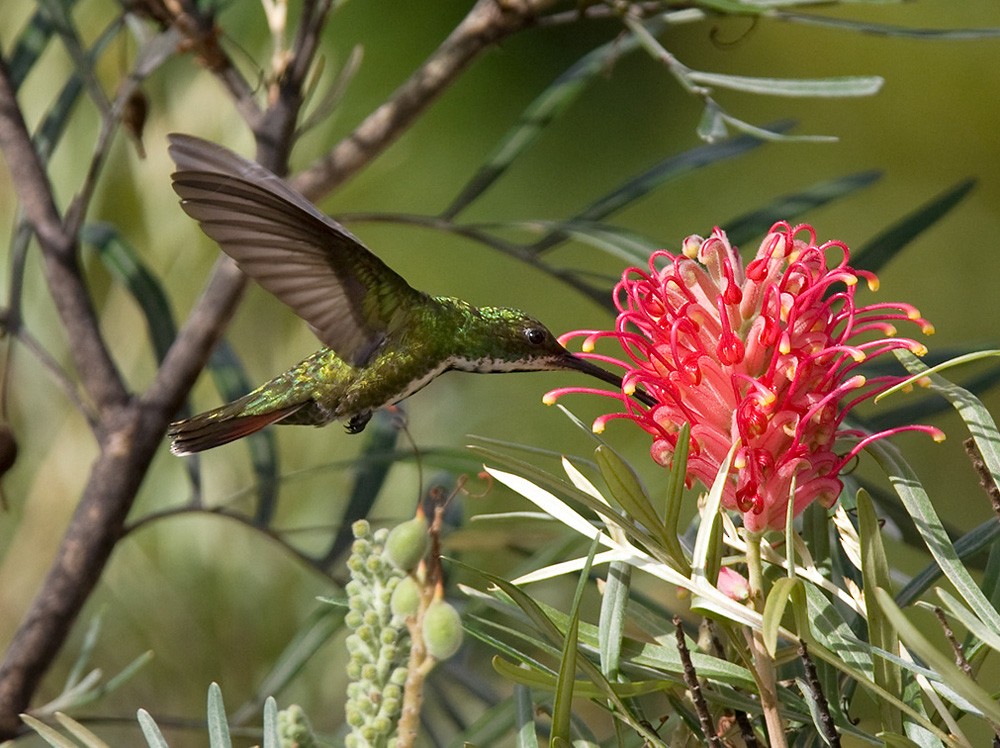 kolibřík tropický - ML206030031