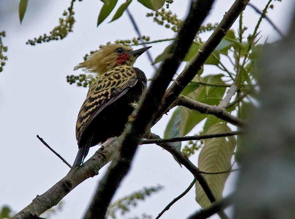 Ochre-backed Woodpecker - ML206030041