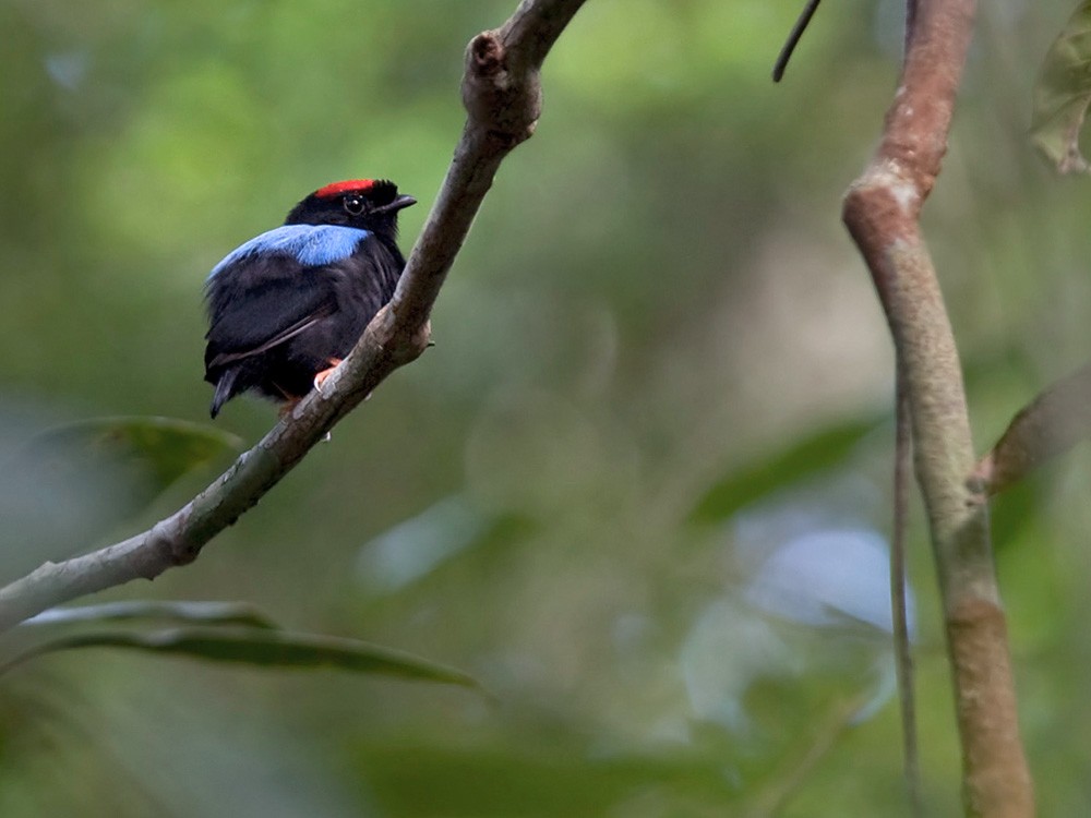 Blue-backed Manakin - Lars Petersson | My World of Bird Photography