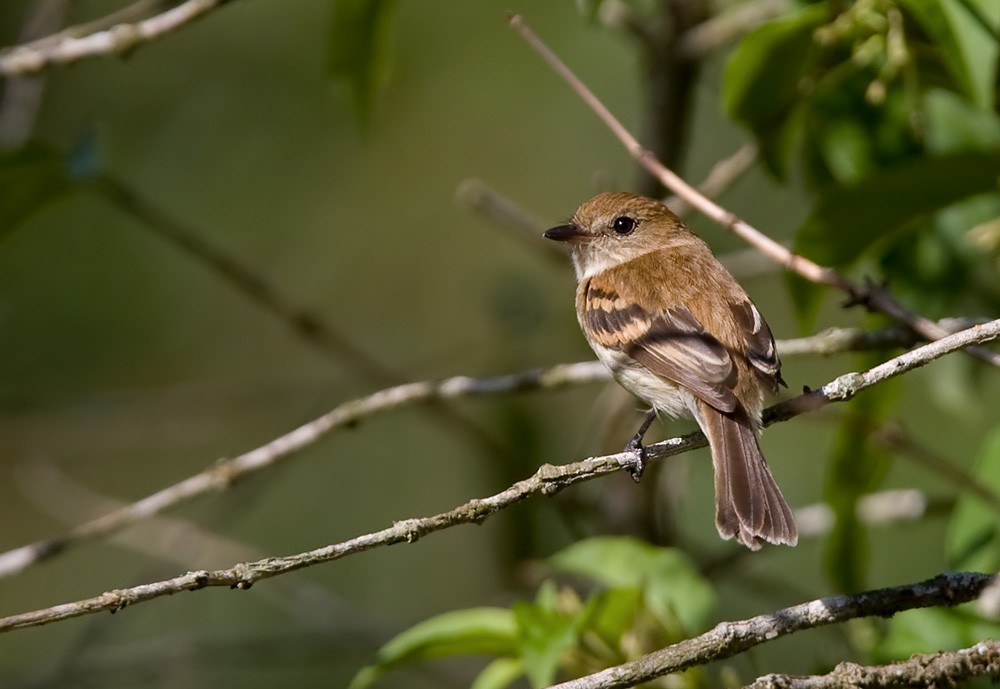Bran-colored Flycatcher - Lars Petersson | My World of Bird Photography