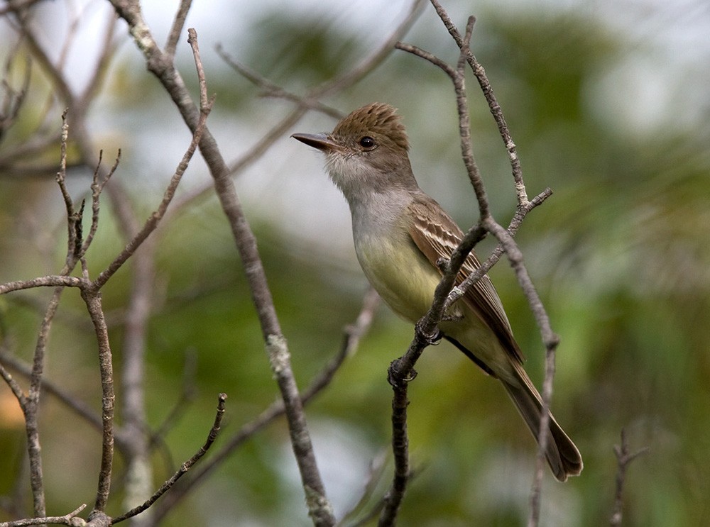 Brown-crested Flycatcher - Lars Petersson | My World of Bird Photography