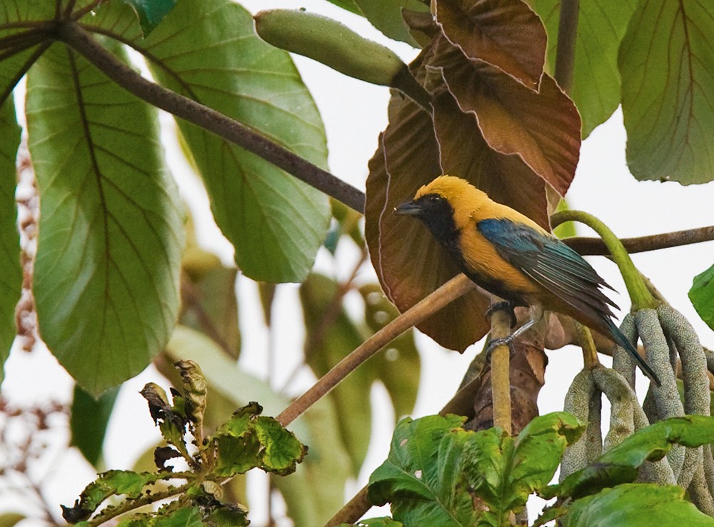 Burnished-buff Tanager (Stripe-bellied) - Lars Petersson | My World of Bird Photography