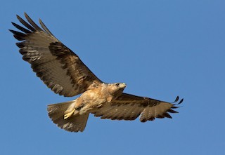 アカクロノスリ - eBird