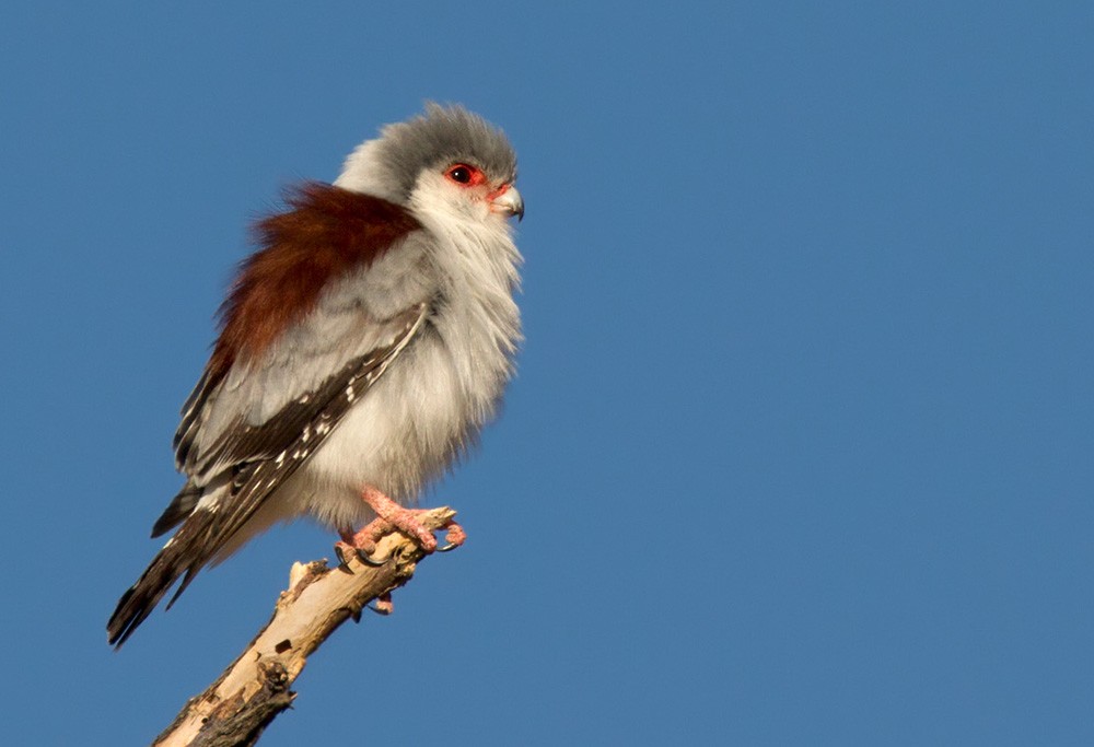 Pygmy Falcon - Lars Petersson | My World of Bird Photography