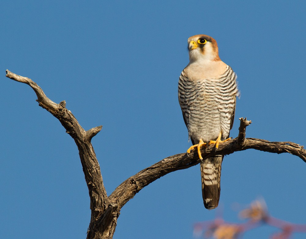 Red-necked Falcon (African) - Lars Petersson | My World of Bird Photography