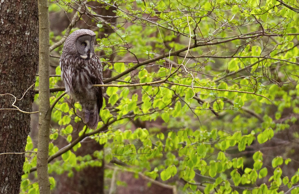 Great Gray Owl (Lapland) - Lars Petersson | My World of Bird Photography