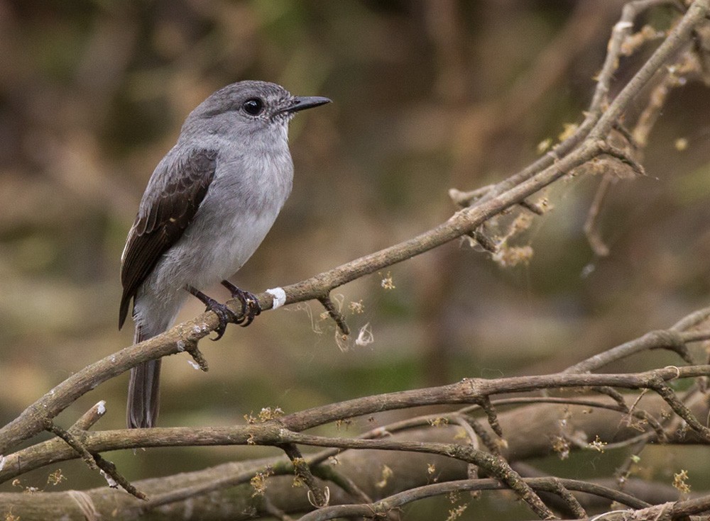 Cassin's Flycatcher - Lars Petersson | My World of Bird Photography