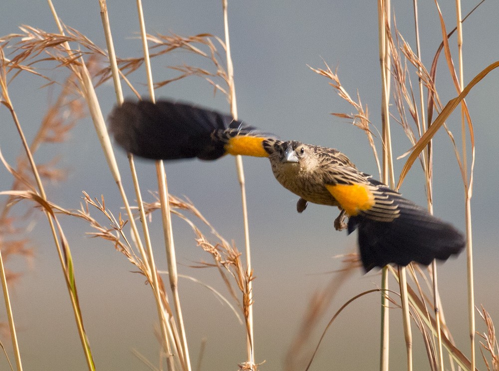 Marsh Widowbird - Lars Petersson | My World of Bird Photography