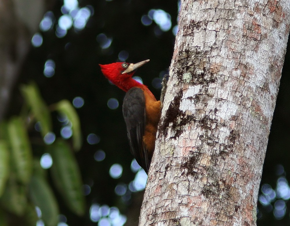 Red-necked Woodpecker - ML206030891