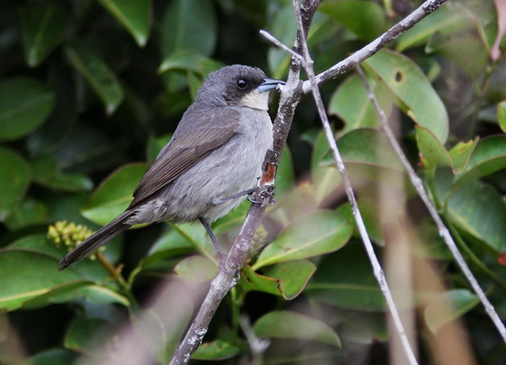 Red-shouldered Tanager - ML206030911