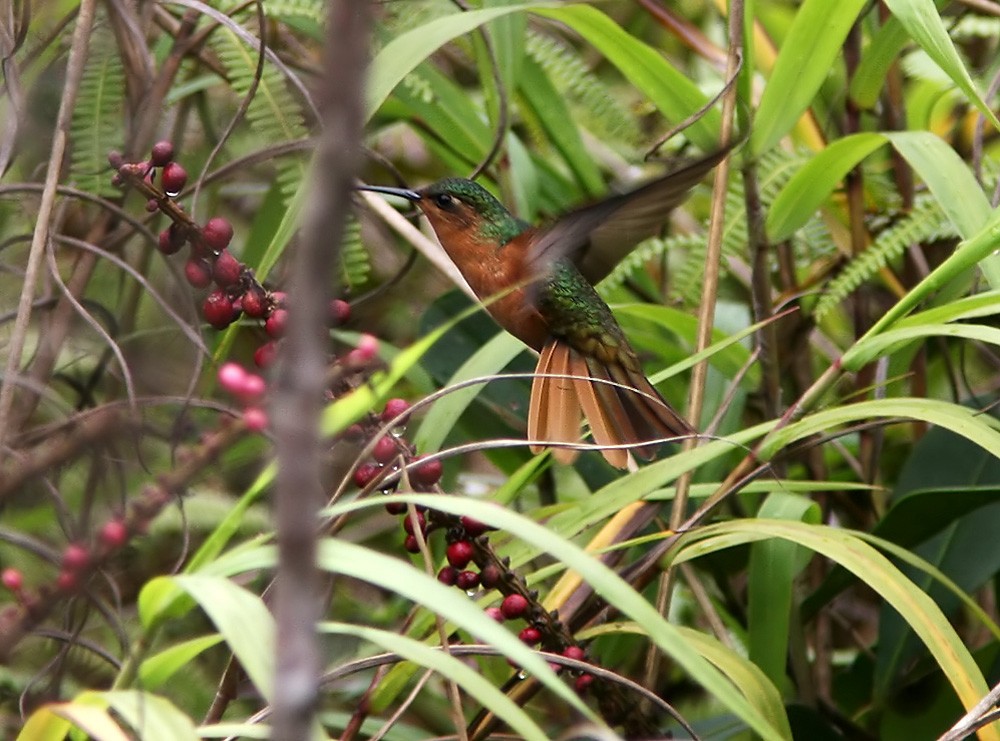 Rufous-breasted Sabrewing - Lars Petersson | My World of Bird Photography