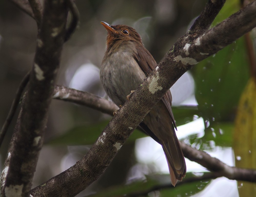 Rufous-brown Solitaire (Guianan) - Lars Petersson | My World of Bird Photography