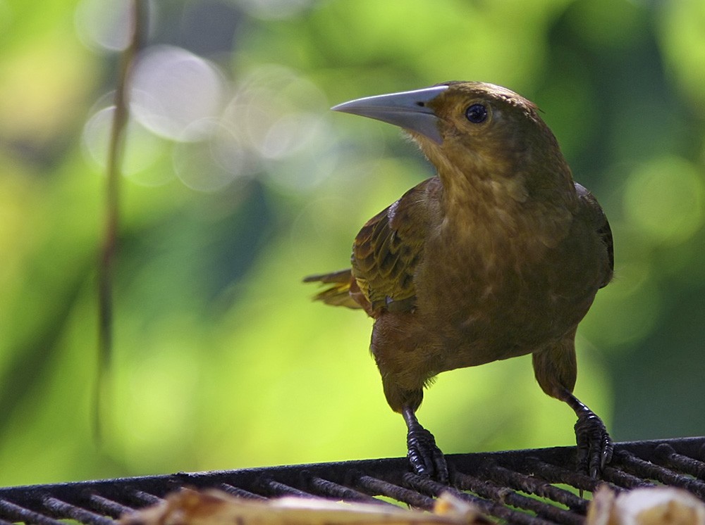 Russet-backed Oropendola (Green-billed) - Lars Petersson | My World of Bird Photography