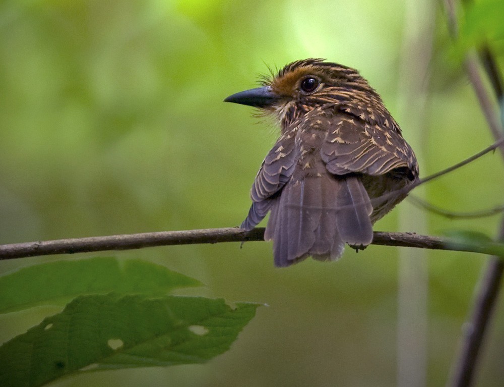 Crescent-chested Puffbird (Greater) - Lars Petersson | My World of Bird Photography
