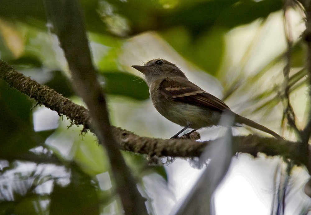 Euler's Flycatcher - Lars Petersson | My World of Bird Photography