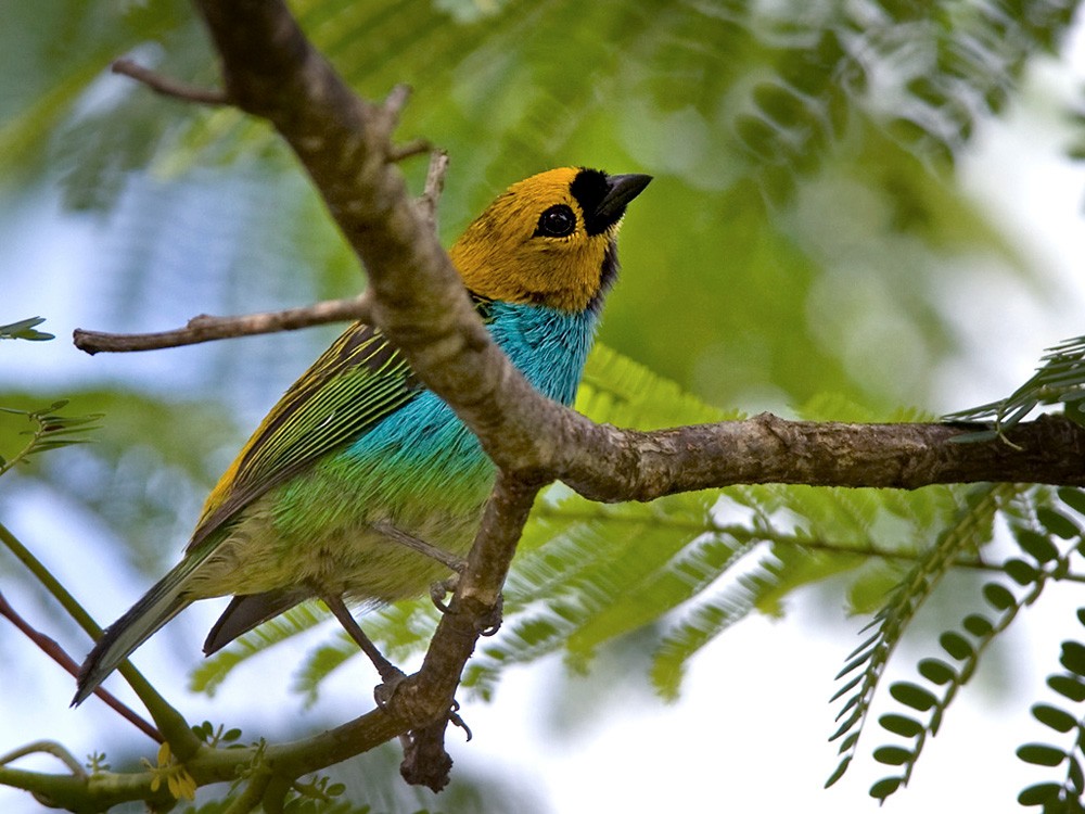 Gilt-edged Tanager - Lars Petersson | My World of Bird Photography