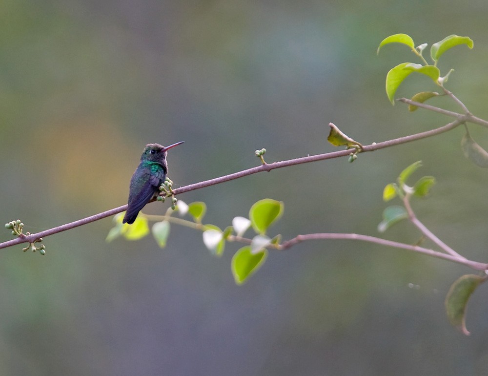 Glittering-bellied Emerald - Lars Petersson | My World of Bird Photography