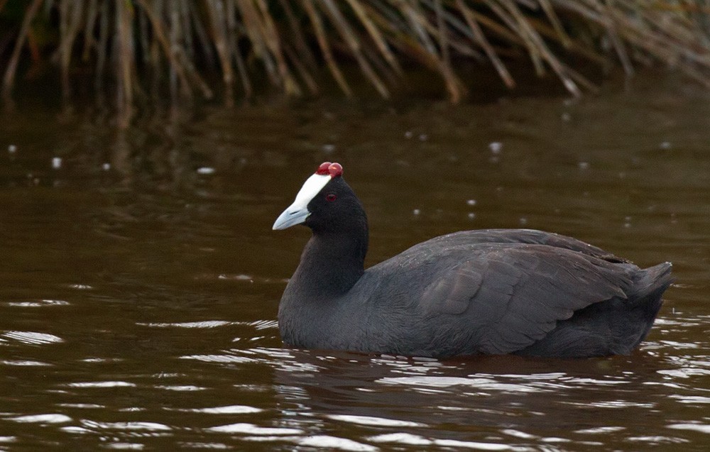 Red-knobbed Coot - Lars Petersson | My World of Bird Photography