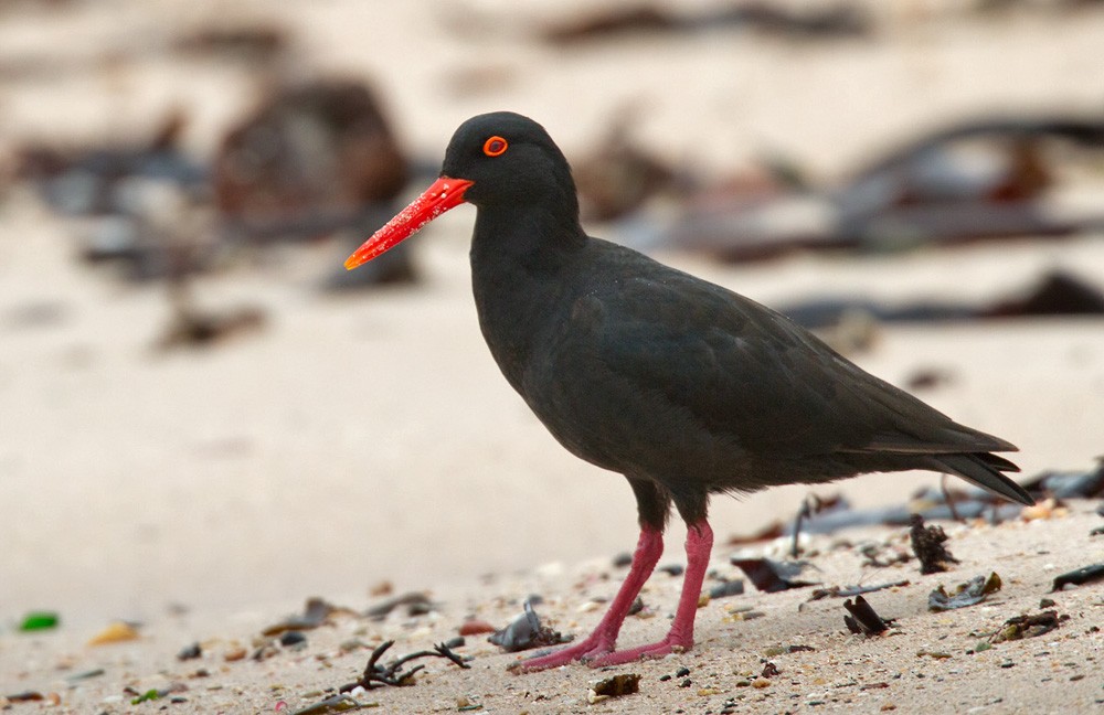 African Oystercatcher - Lars Petersson | My World of Bird Photography