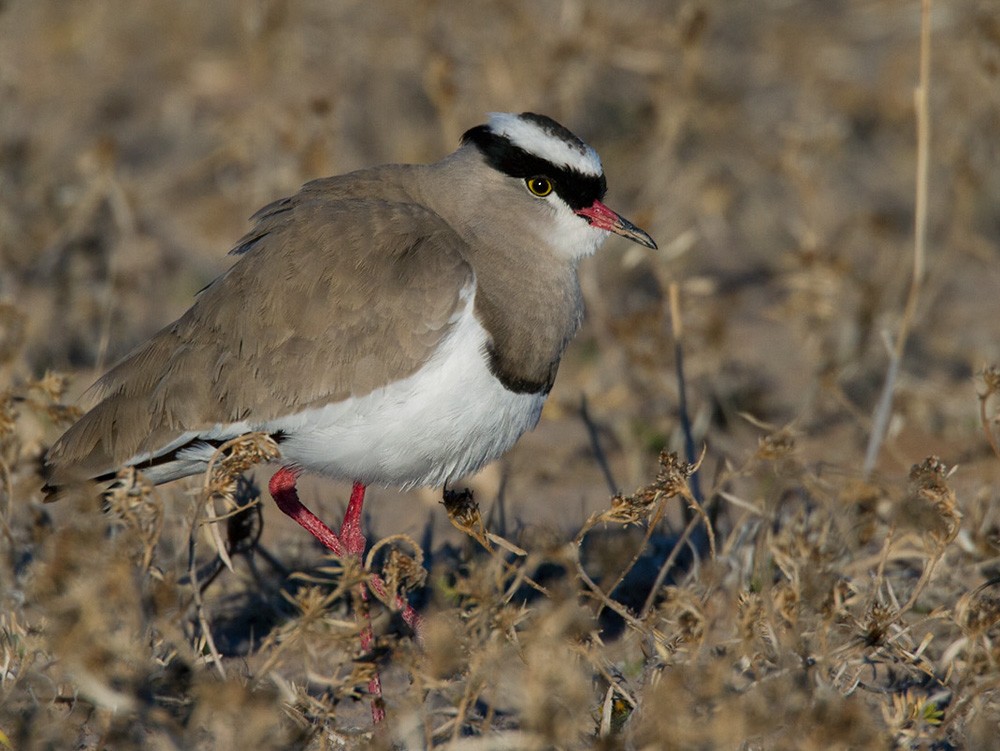 Crowned Lapwing - ML206031431