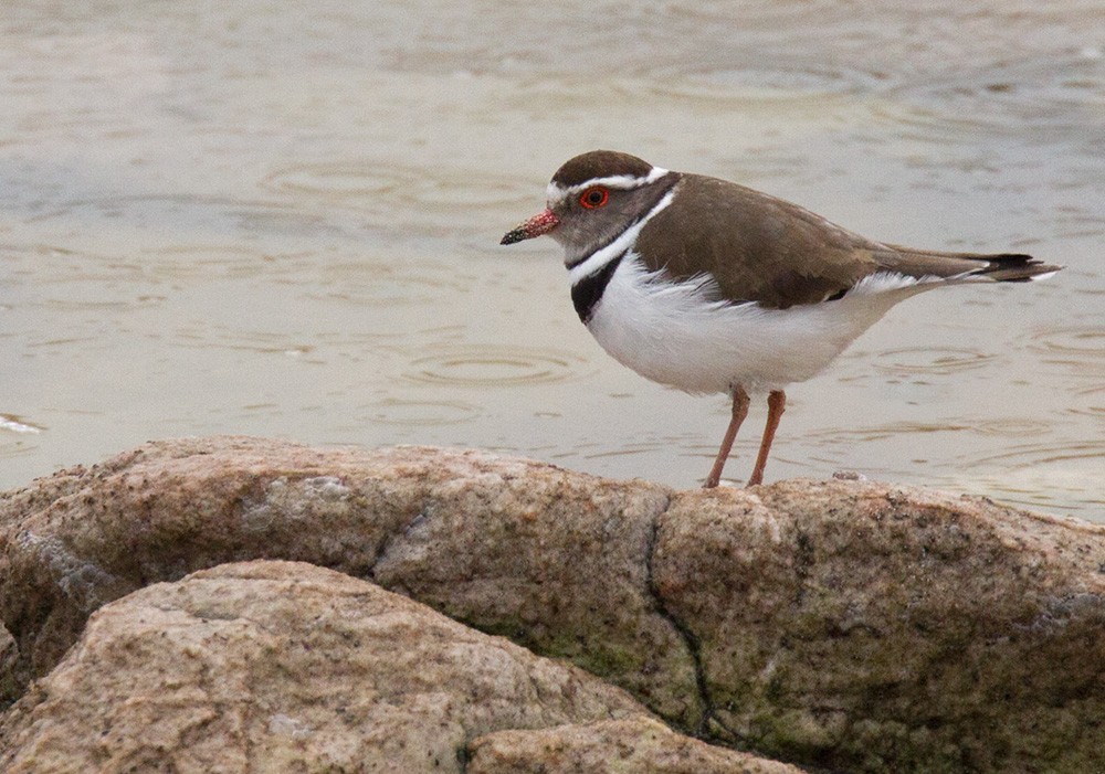 Three-banded Plover (African) - ML206031461