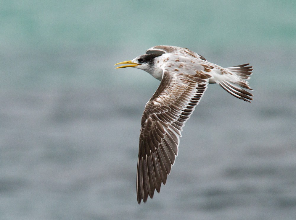 Great Crested Tern - Lars Petersson | My World of Bird Photography