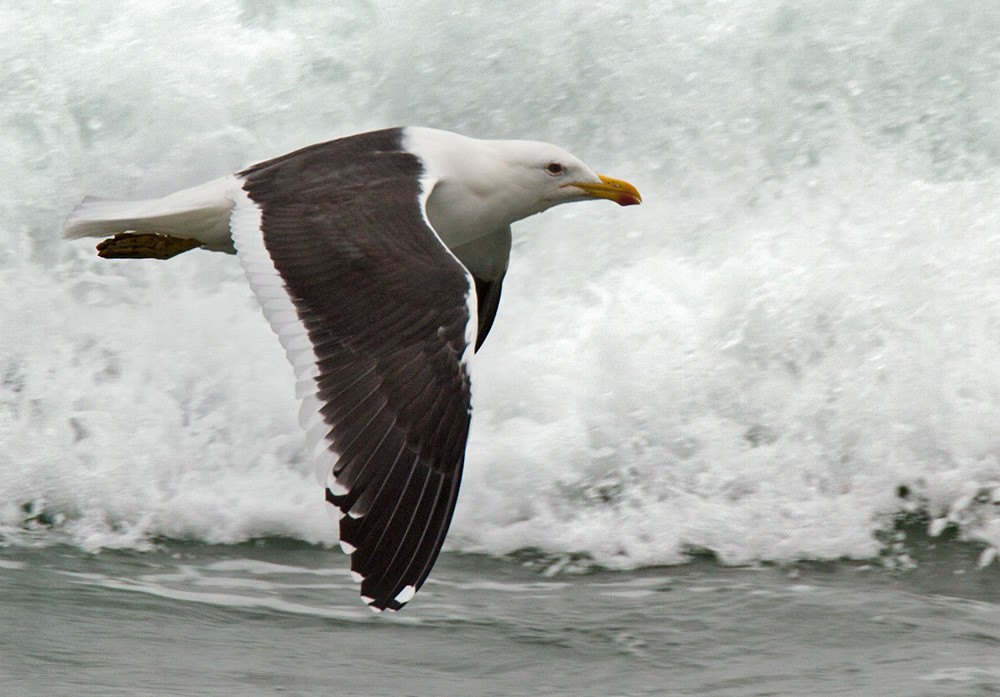 Kelp Gull (vetula) - Lars Petersson | My World of Bird Photography