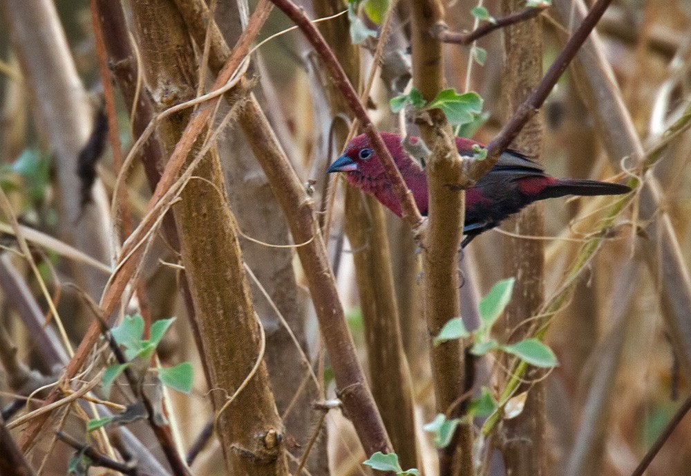 Black-bellied Firefinch - Lars Petersson | My World of Bird Photography