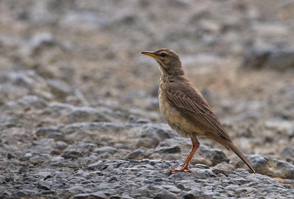 African Pipit (Cameroon) - Lars Petersson | My World of Bird Photography