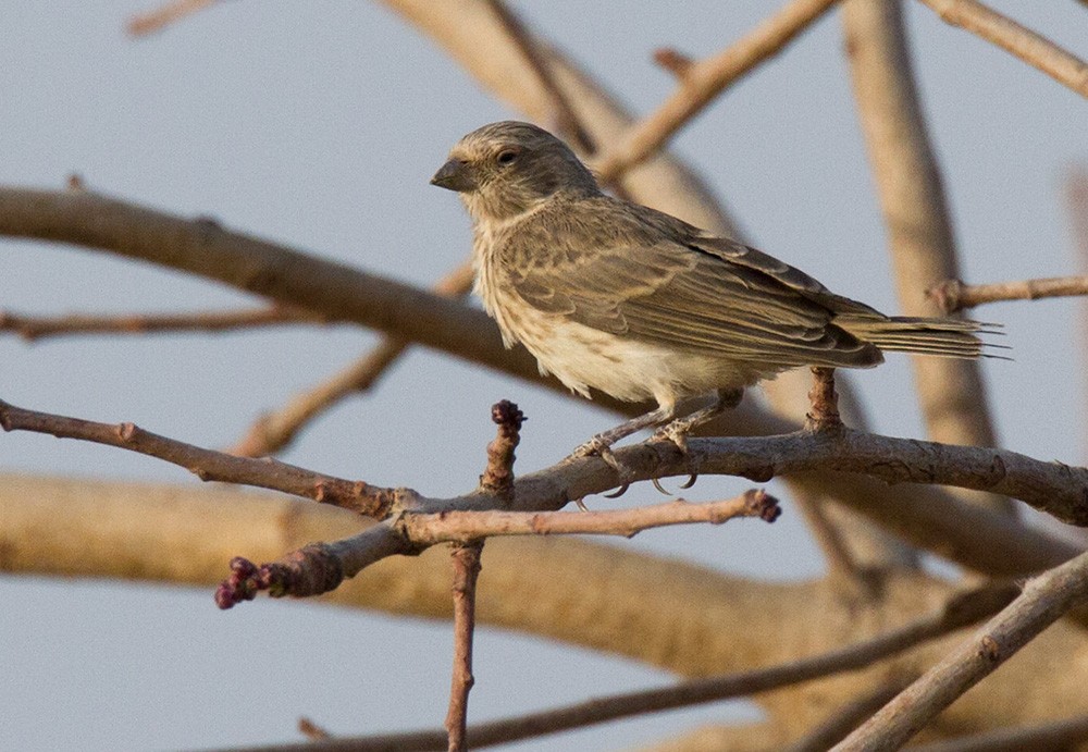 White-rumped Seedeater - ML206031741