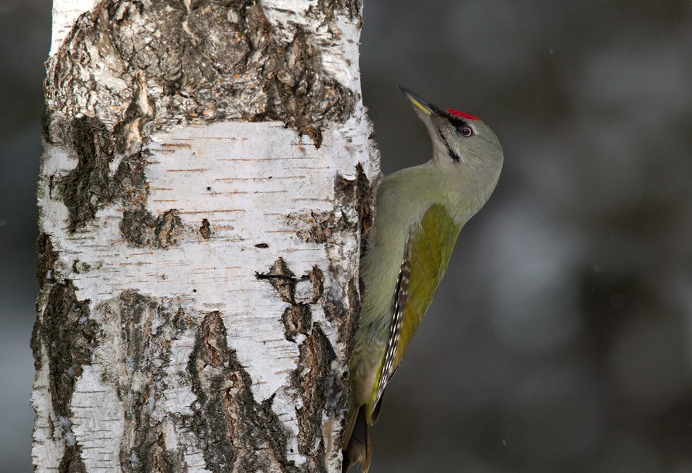 Gray-headed Woodpecker (Gray-headed) - Lars Petersson | My World of Bird Photography