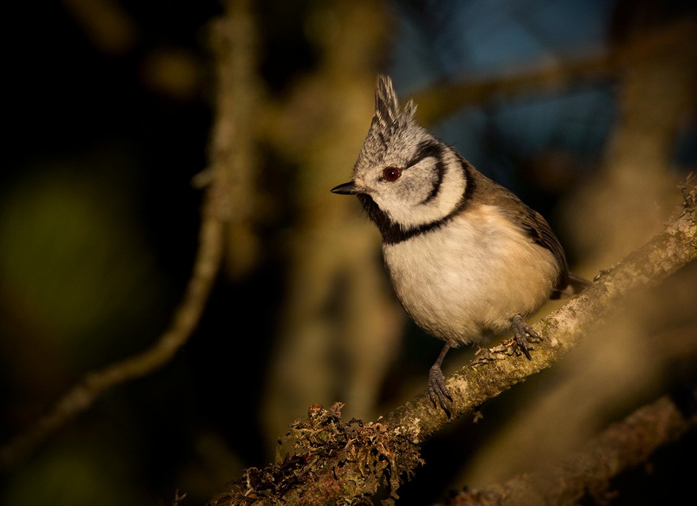 Crested Tit - Lars Petersson | My World of Bird Photography