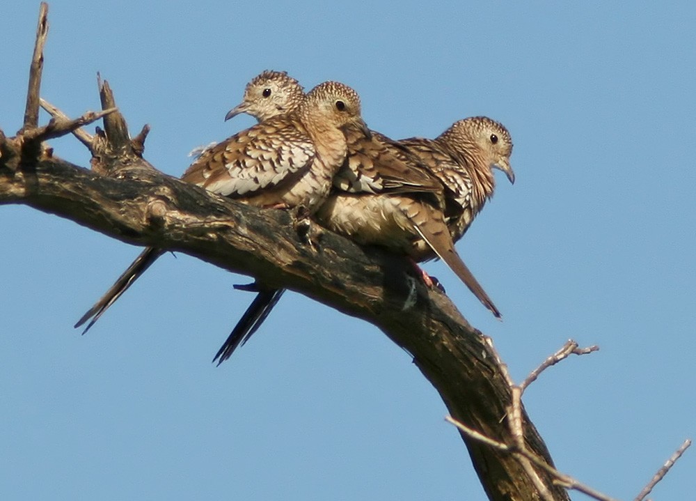 Scaled Dove - Lars Petersson | My World of Bird Photography