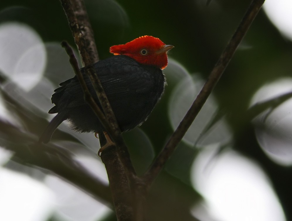 Scarlet-horned Manakin - Lars Petersson | My World of Bird Photography