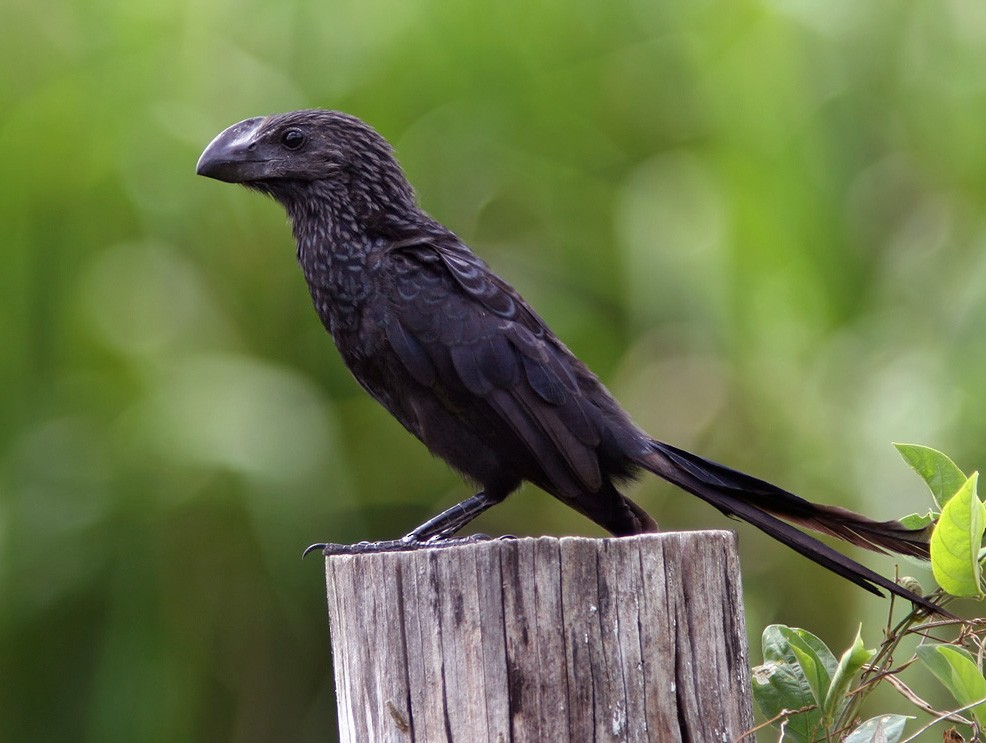 Smooth-billed Ani - Lars Petersson | My World of Bird Photography