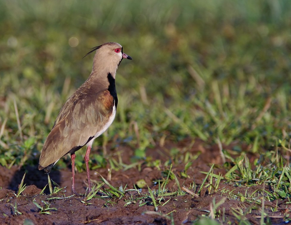 Southern Lapwing - Lars Petersson | My World of Bird Photography