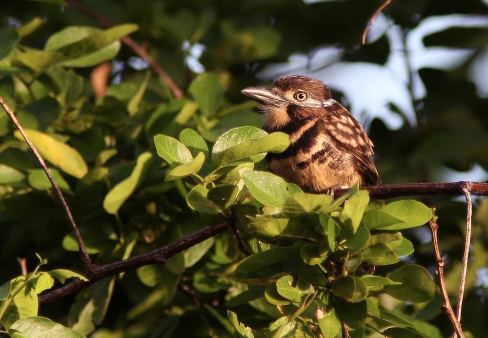 Two-banded Puffbird - Lars Petersson | My World of Bird Photography