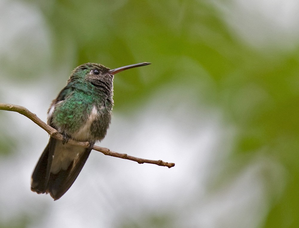 Glittering-throated Emerald - Lars Petersson | My World of Bird Photography