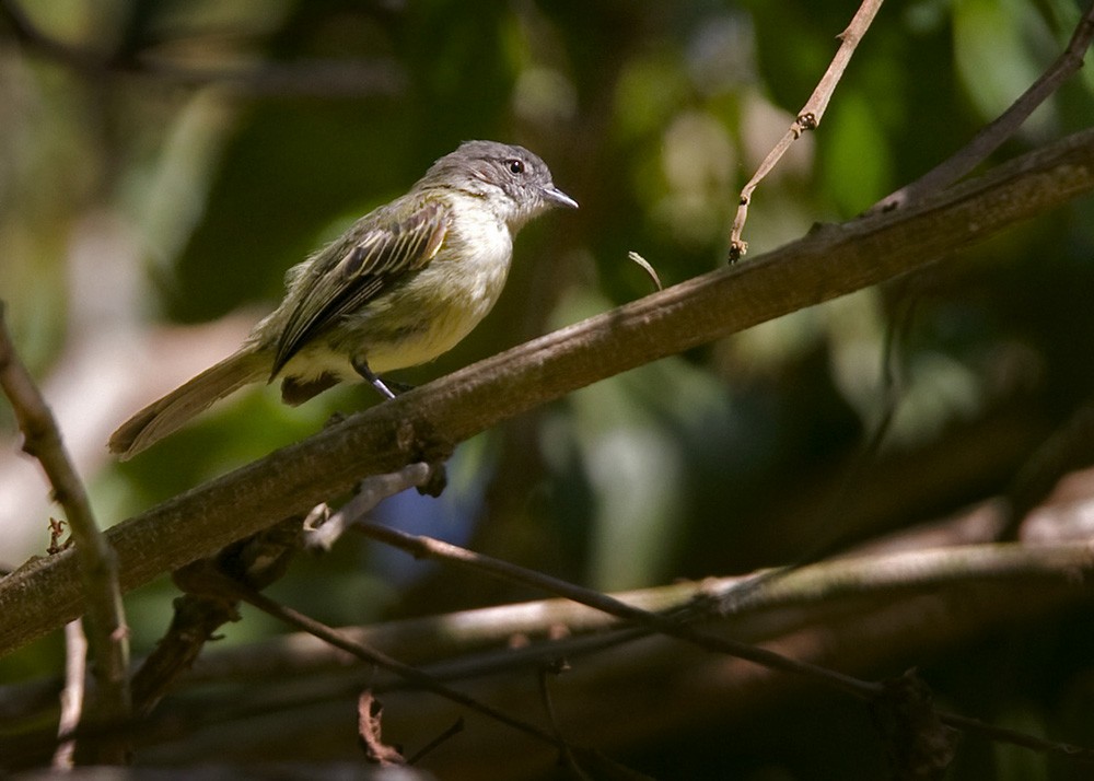 Guianan Tyrannulet - Lars Petersson | My World of Bird Photography