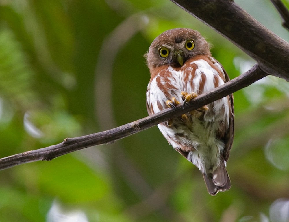 Least Pygmy-Owl - ML206032441