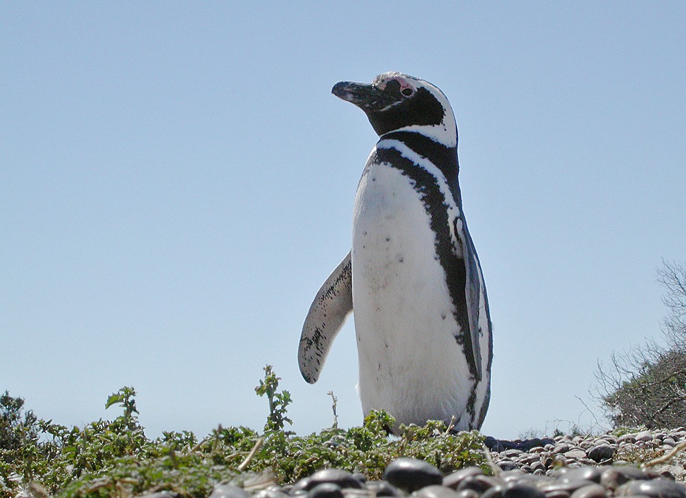 Magellanic Penguin - Lars Petersson | My World of Bird Photography