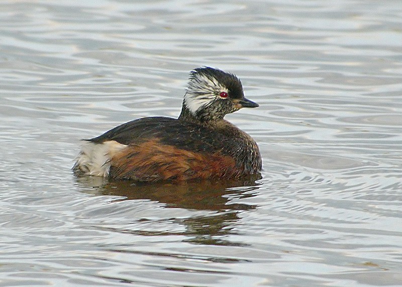 White-tufted Grebe - Lars Petersson | My World of Bird Photography