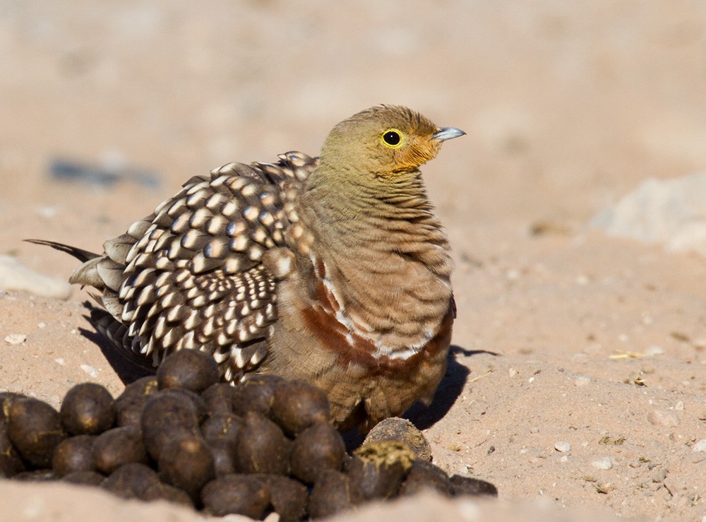 Namaqua Sandgrouse - Lars Petersson | My World of Bird Photography