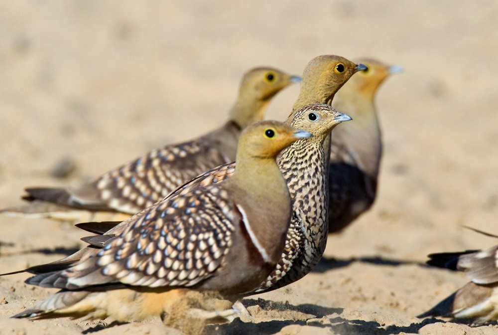 Namaqua Sandgrouse - Lars Petersson | My World of Bird Photography
