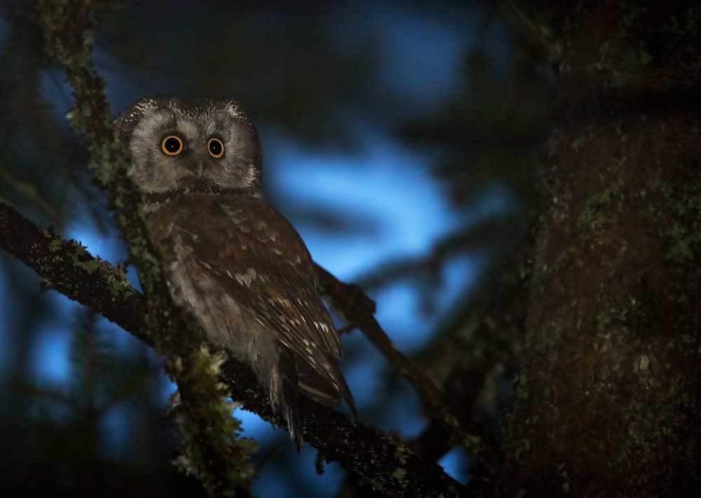 Boreal Owl (Tengmalm's) - Lars Petersson | My World of Bird Photography