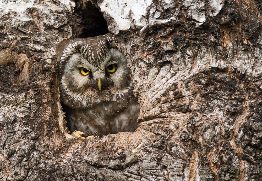 Boreal Owl (Tengmalm's) - Lars Petersson | My World of Bird Photography