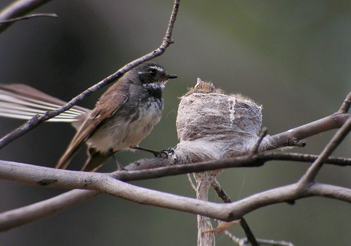 Gray Fantail - Lars Petersson | My World of Bird Photography