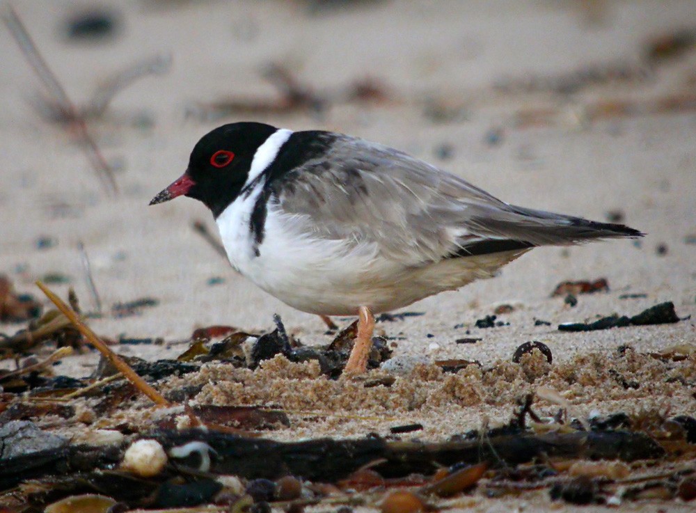 Hooded Plover - Lars Petersson | My World of Bird Photography