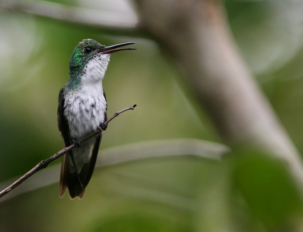 Plain-bellied Emerald - Lars Petersson | My World of Bird Photography